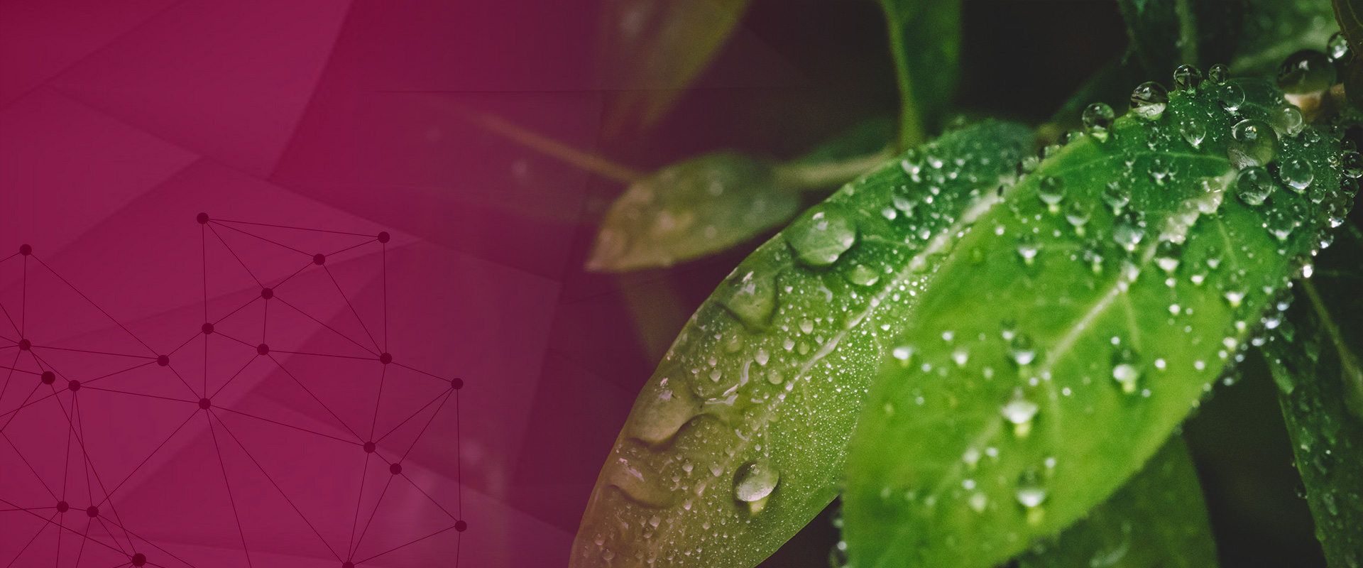 民以食為天，食以肥為先